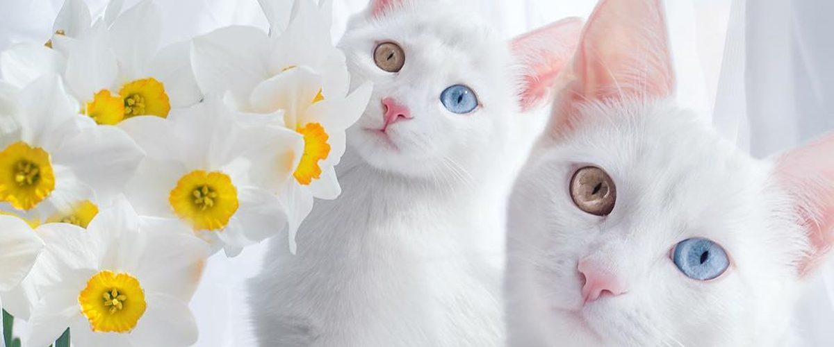 Faceţi Cunostinţă Cu Iriss Si Abyss Cele Mai Frumoase Pisici