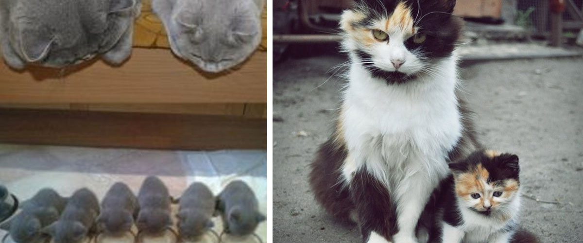 11 Pisici Adorabile Care Alături De Versiunile Lor In Miniatură
